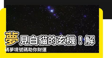 夢見白貓號碼|解夢指南：夢見號碼，揭開潛意識的數字密碼 